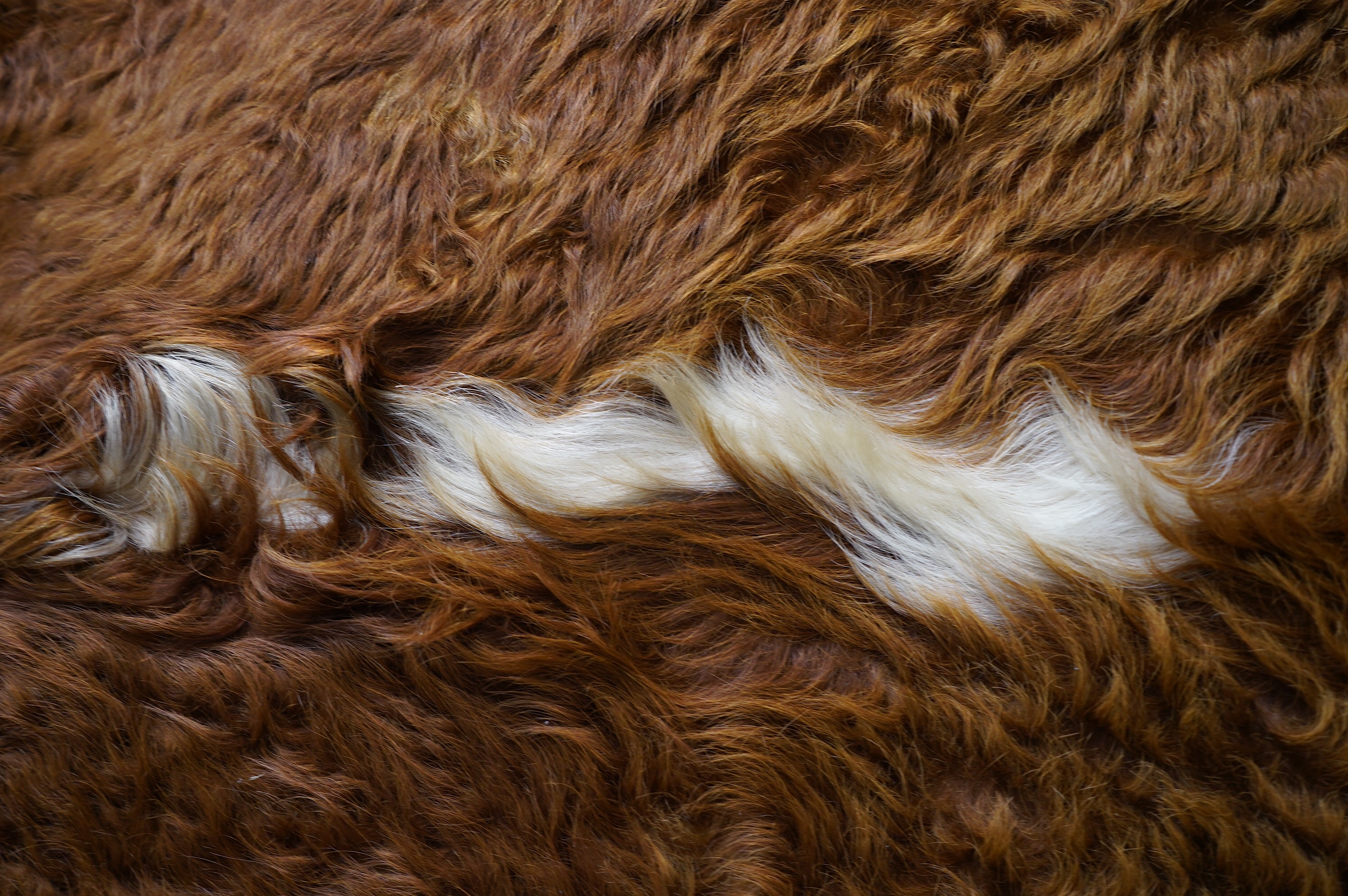 A cowhide rug, 190cm wide, 230cm long. Condition - fair